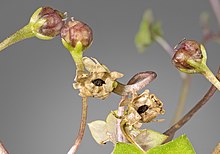 Cymbalaria muralis producing fruits and seeds (MHNT) Cymbalaria muralis - fruits.jpg