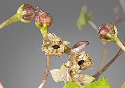 Fruit de Cymbalaria muralis.