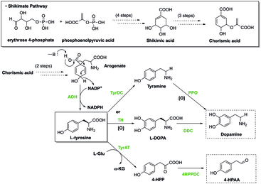 Diagram of the Shikimate Pathway, and examples of amino acids serving as precursors. (S)-Norcoclaurine-Higenamine Biosynthesis.tif