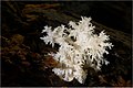 Hericium coralloides