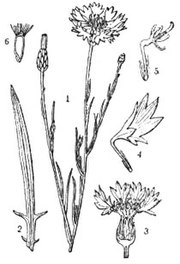 Centaurea cyanus. 1 — ветка с цветами. 2 — нижний стеблевой лист, 3 — продольный разрез корзинки, 4 — ворончатый цветок, 5 — ворончато-трубчатый цветок, 6 — продольный разрез семени.