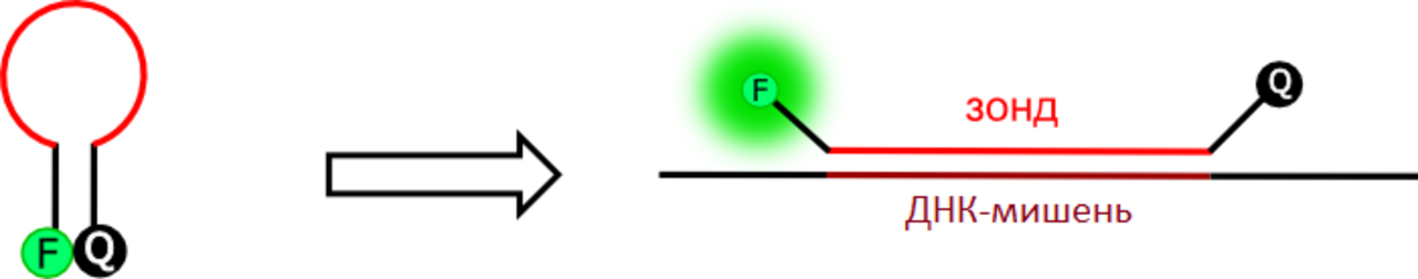 Гибридизация зондов. Принцип метода ДНК-зондов. ДНК зонд. ДНК зонд микробиология. ДНК зонды ПЦР.