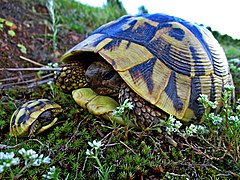 Hermann's tortoise