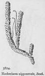 009 
 Hookeria nipponensis marubaaburagoke.jpg