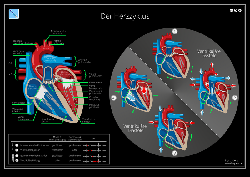 File:07 Hegasy Herzzyklus Wiki DE CCBYSA.png