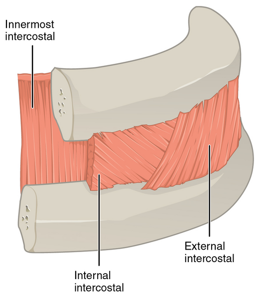 File:1114 Thorax zoom.png