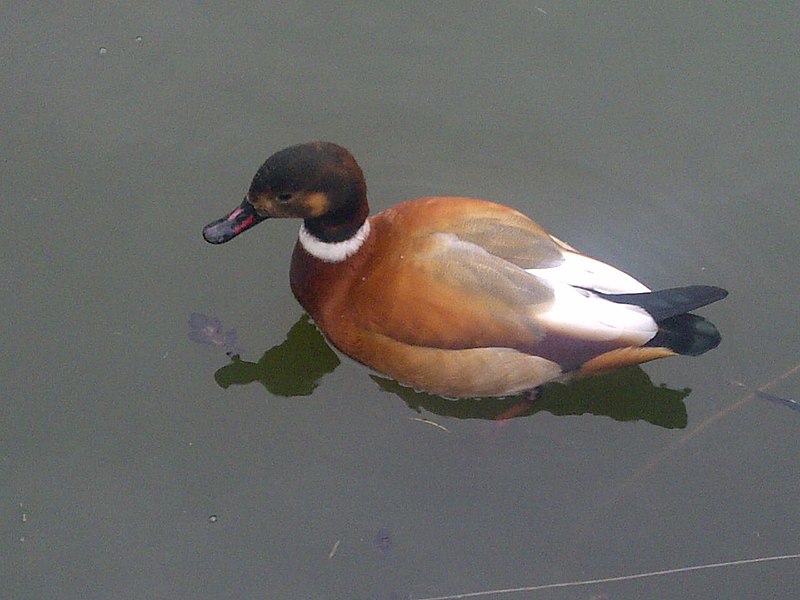 File:1 Anatidae sp. - 1.jpg