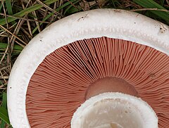 Гриб сверху. Шампиньон обыкновенный (Agaricus Campestris). Шампиньон обыкновенный, Печерица (Agaricus Campestris). Шляпочные грибы шампиньон. Шампиньон обыкновенный гименофора.