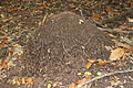 2012-10-20 Ameisenhaufen Formicidae anagoria.JPG