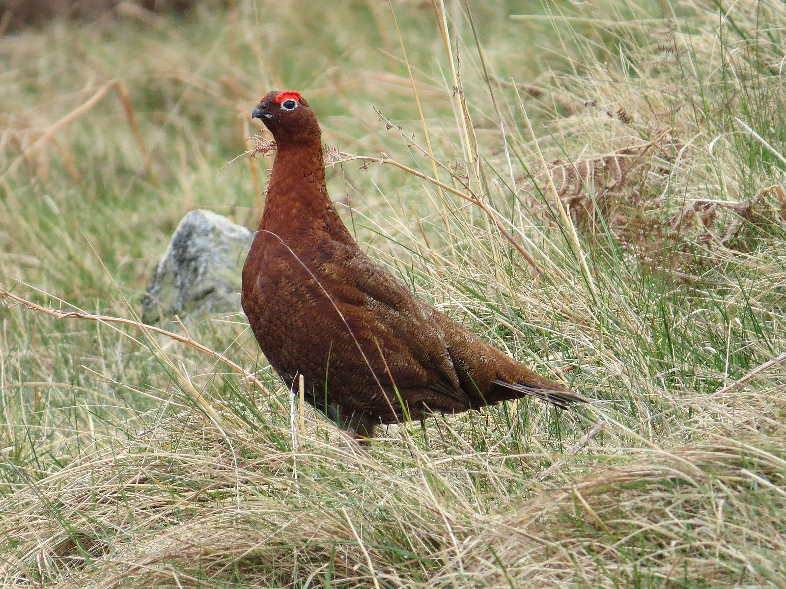 A male Red Grouse in Northumberland, England.