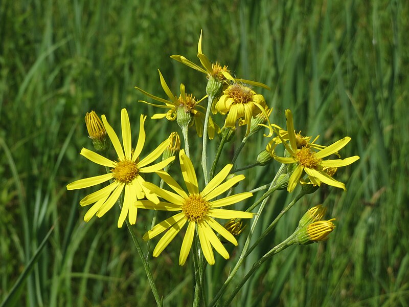 File:20140607Jacobaea paludosa7.jpg