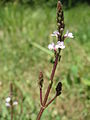 Verbena officinalis