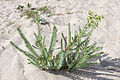 * Nomination Euphorbia paralias in the beach of O Muíño, A Guarda, Galicia (Spain). --Lmbuga 10:27, 4 April 2015 (UTC) * Promotion  Support Good quality --Halavar 11:06, 4 April 2015 (UTC)