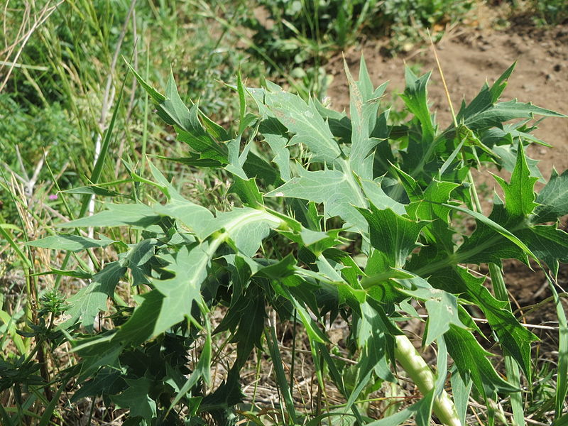 File:20150509Eryngium campestre2.jpg