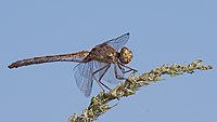 2016.09.09.-09-Anglersee Bruehl - Big Darter female.jpg