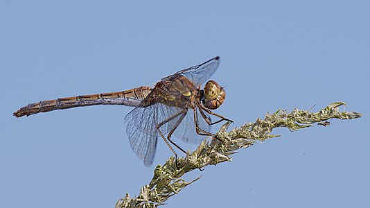 Common darter - Sympetrum striolatum, female