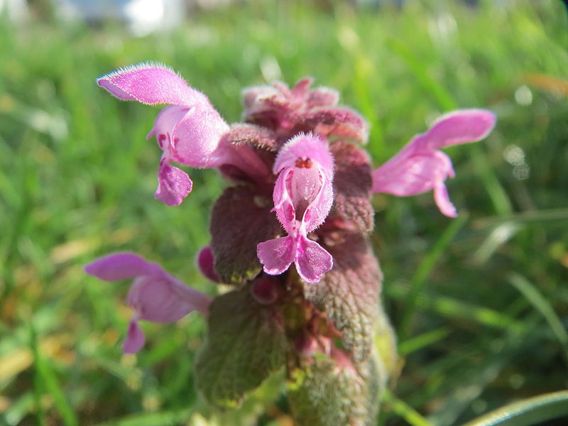 File:20160224Lamium purpureum.jpg