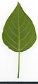 * Nomination Populus. Leaf abaxial side. --Knopik-som 03:51, 21 October 2021 (UTC) * Promotion  Support Good quality. --XRay 03:56, 21 October 2021 (UTC)