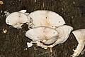 * Nomination Oyster mushrooms in the Rodenhofer Schwarzwald with small flies --FlocciNivis 12:11, 11 January 2023 (UTC) * Promotion  Support Good quality. --Poco a poco 15:58, 11 January 2023 (UTC)