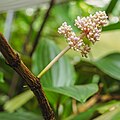 * Nomination: Medinilla spec. in the green-house of the Botanical Garden in Munich --FlocciNivis 18:15, 6 October 2023 (UTC) * * Review needed