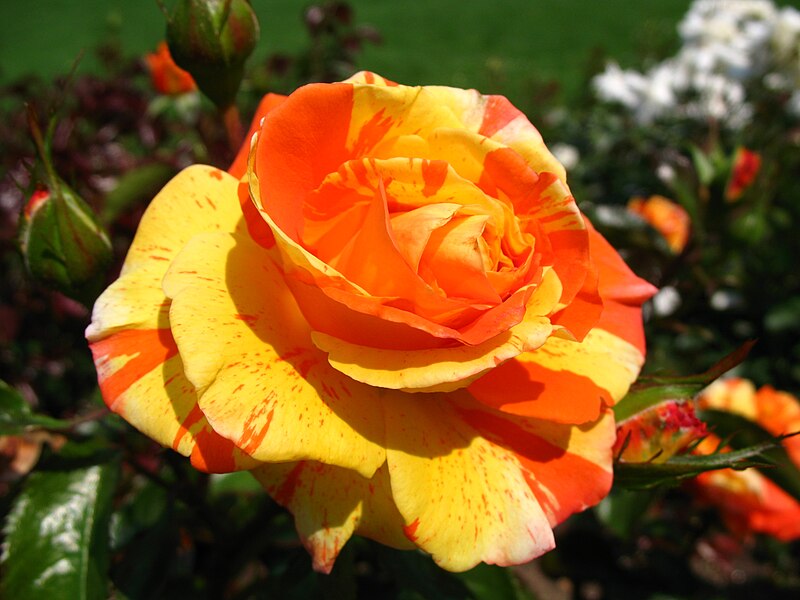 File:4484 - Bern - Rosengarten - Rose.JPG