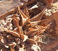 Haworthia mirabilis var. triebneriana, a smaller, compact variety with slender recurved leave tips