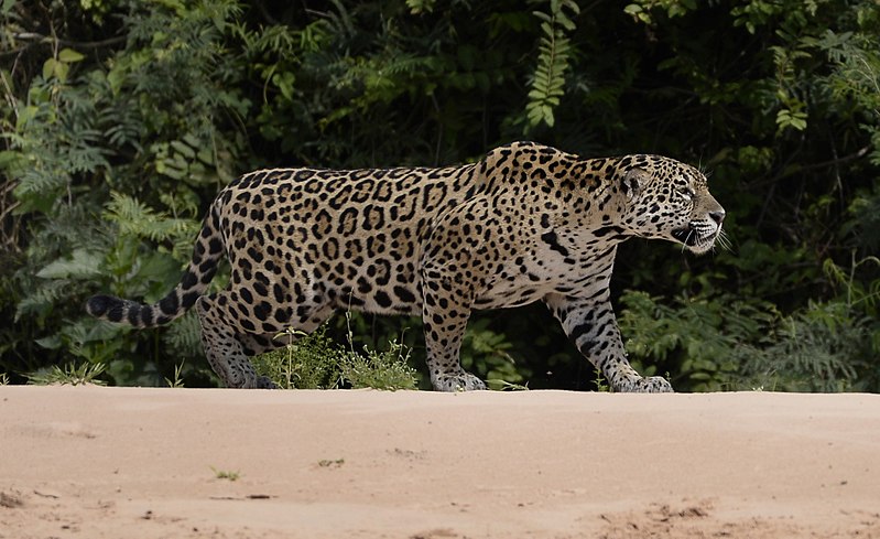 Ficheiro:7374 Pantanal jaguar JF.jpg