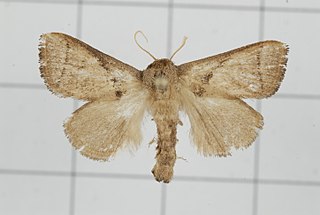 <i>Thosea cana</i> Species of moth