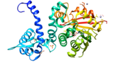 Vignette pour Acétylsérotonine O-méthyltransférase