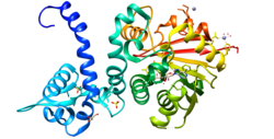 ASMT protein.png