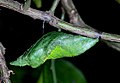 pupa