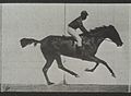 A galloping horse and rider. Plate 6 Wellcome L0038062.jpg
