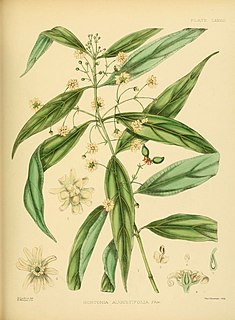 <i>Hortonia</i> (plant) Genus of flowering plants