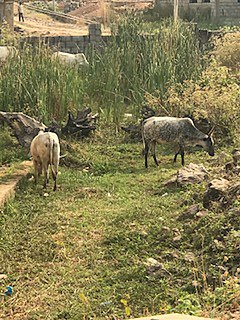 File:A herd of Cows.jpg