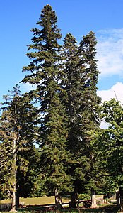 Abies nordmanniana 3.jpg