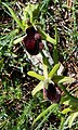 Ophrys incubacea (Abruzzen)