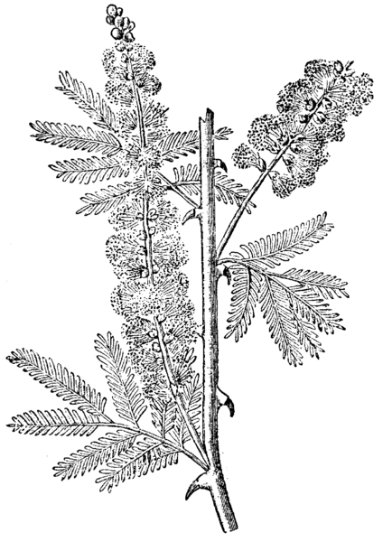 File:Acacia, Nordisk familjebok.png