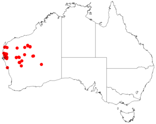 <i>Acacia sibilans</i> Species of legume