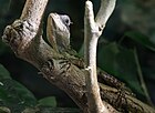 Čeština: Trnoještěr Murphyho (Acanthosaura murphyi) v Zoo Praha English: Mountain horned dragon Acanthosaura murphyi in Prague Zoo, Czech Republic