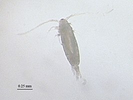 Acartia clausi