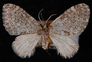<i>Acasis viridata</i> Species of moth