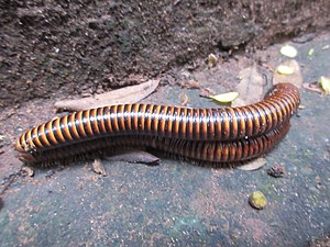 Myriapoda: Description, Anatomie, Écologie