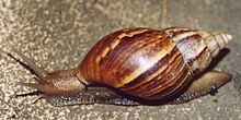 Un gros escargot à la coquille en spirale pointue, de couleur brun strié.