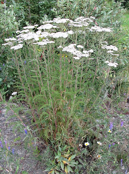 File:Achillea millefolium 15-p.bot-achille.mil-25.jpg