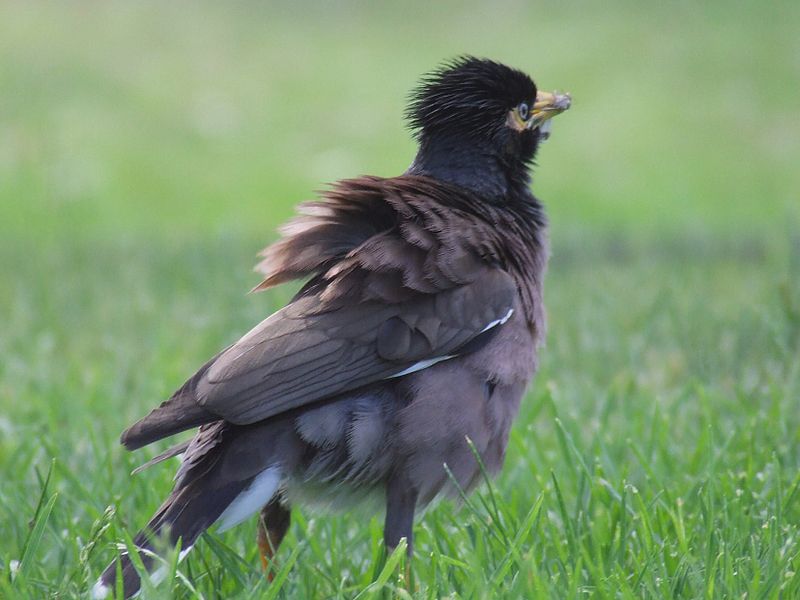 File:Acridotheres tristis (Mynah in Melbourne).jpg