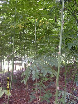 Madera - Wikipedia, la enciclopedia libre