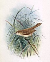 Illustration by John Gerrard Keulemans Acrocepahlus familiaris, Rothsch..jpg