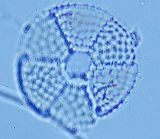 <i>Actinoptychus</i> Genus of diatoms