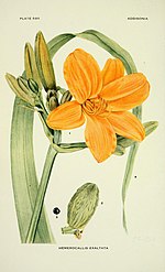 Thumbnail for File:Addisonia - colored illustrations and popular descriptions of plants (1916-(1964)) (16152930873).jpg