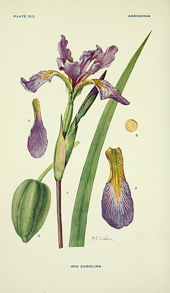 File:Addisonia - colored illustrations and popular descriptions of plants (1916-(1964)) (16585260698).jpg